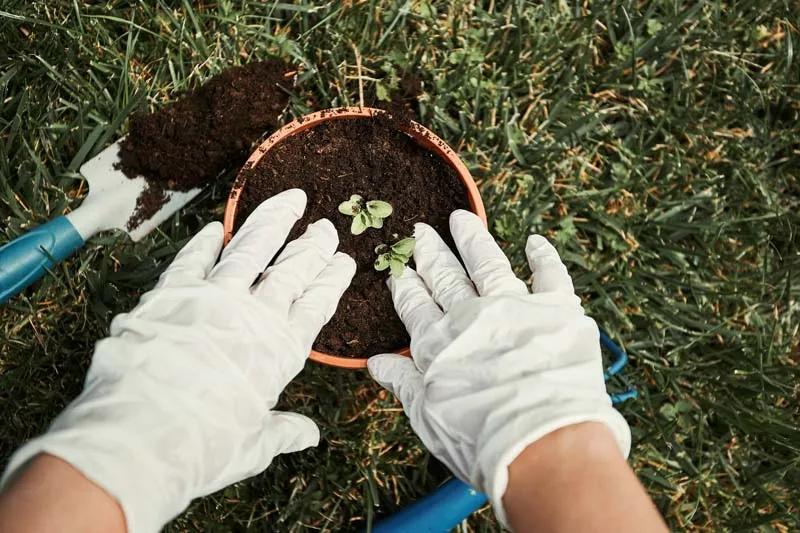 Plant Fertilization
