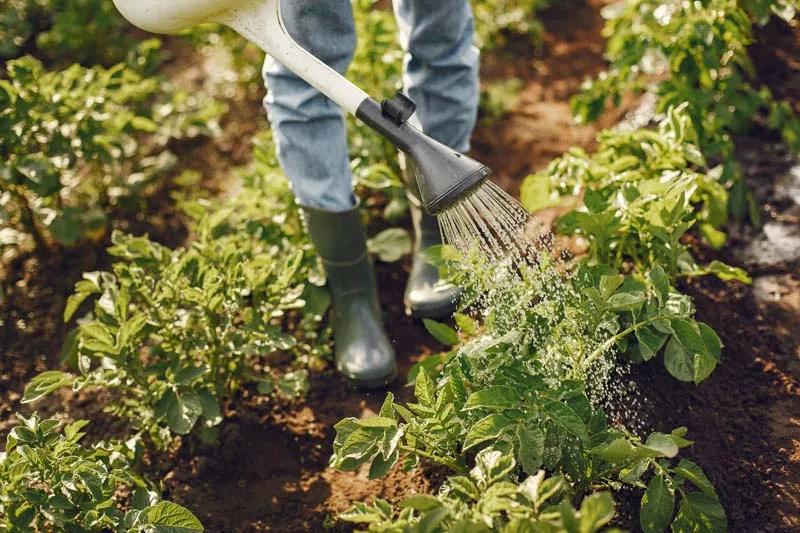 Plant Health Care