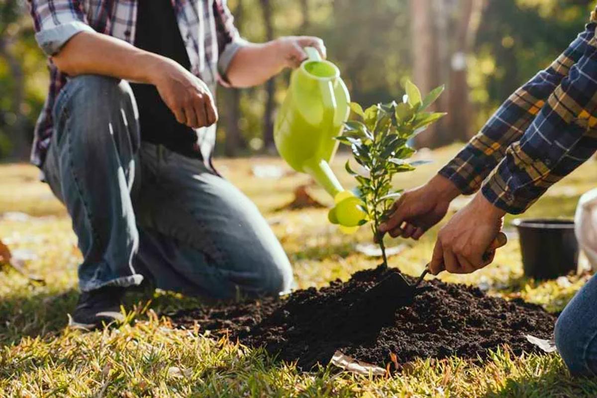 Tree Fertilization