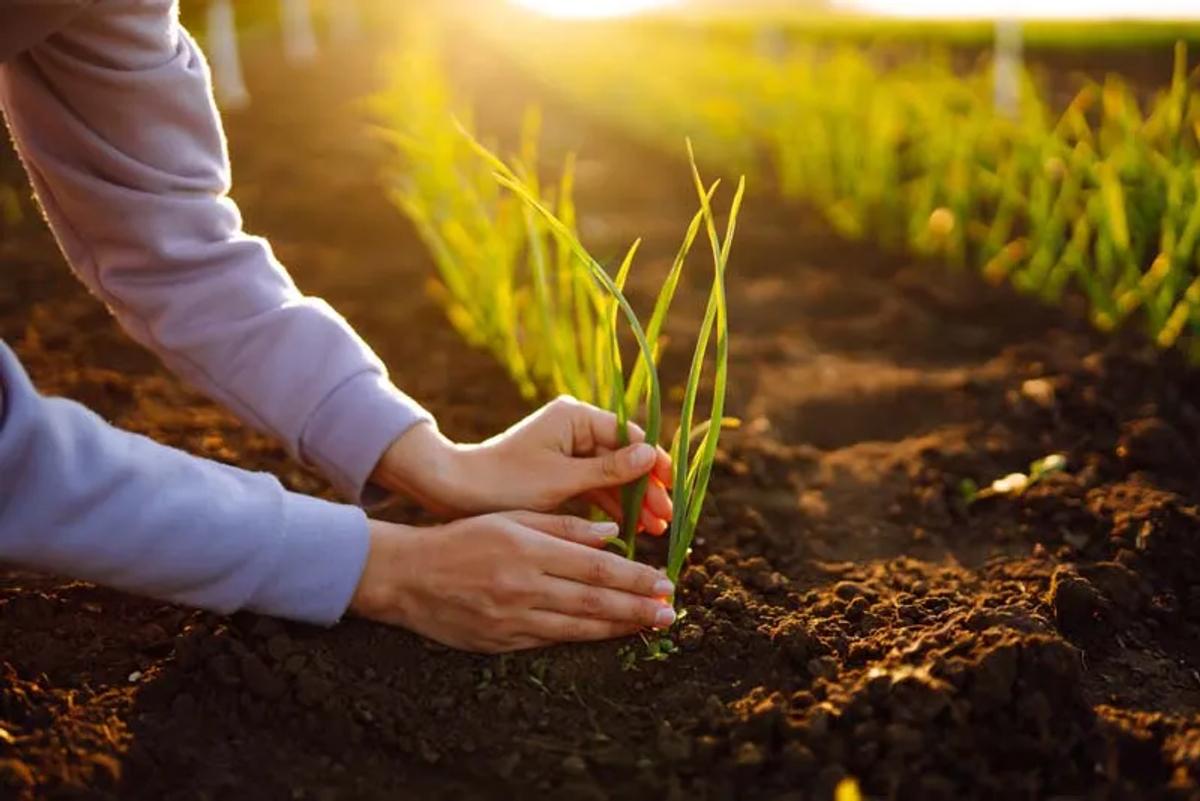 Plant Health Care