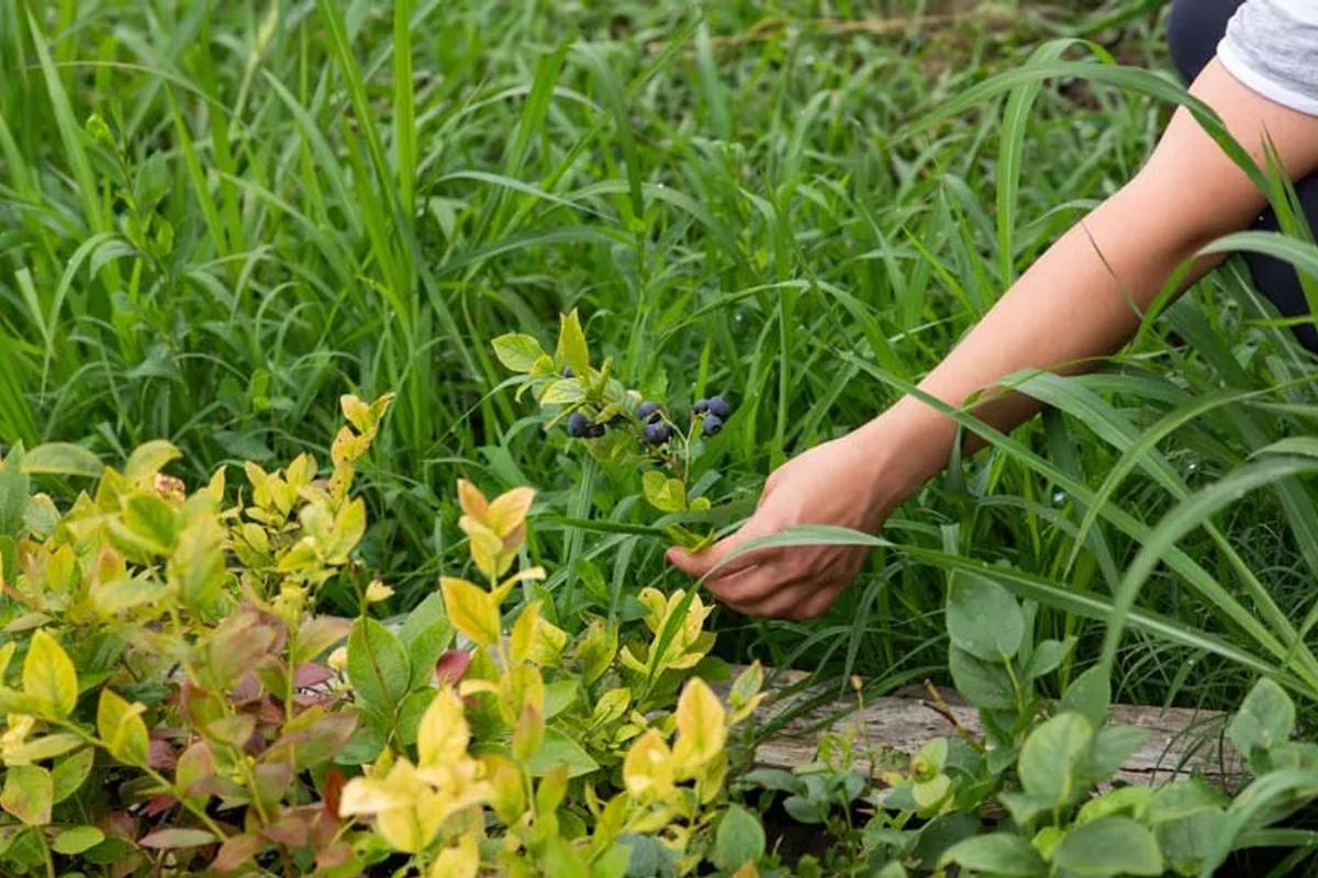 Weed Control
