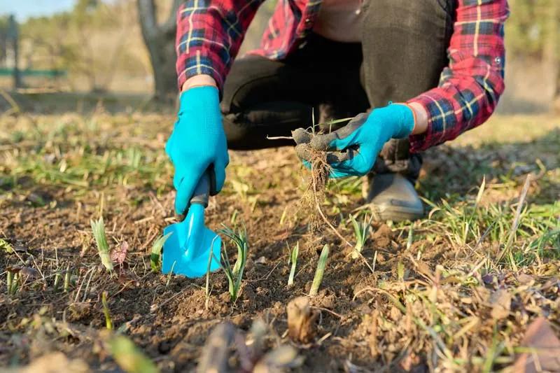 Weed Control