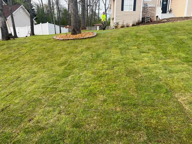 Lawn Disease Control