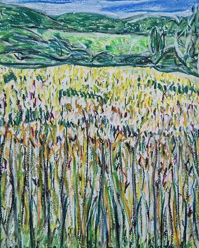 Champs du mais en pont dr barret