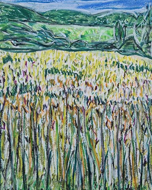 Champs du mais en pont dr barret