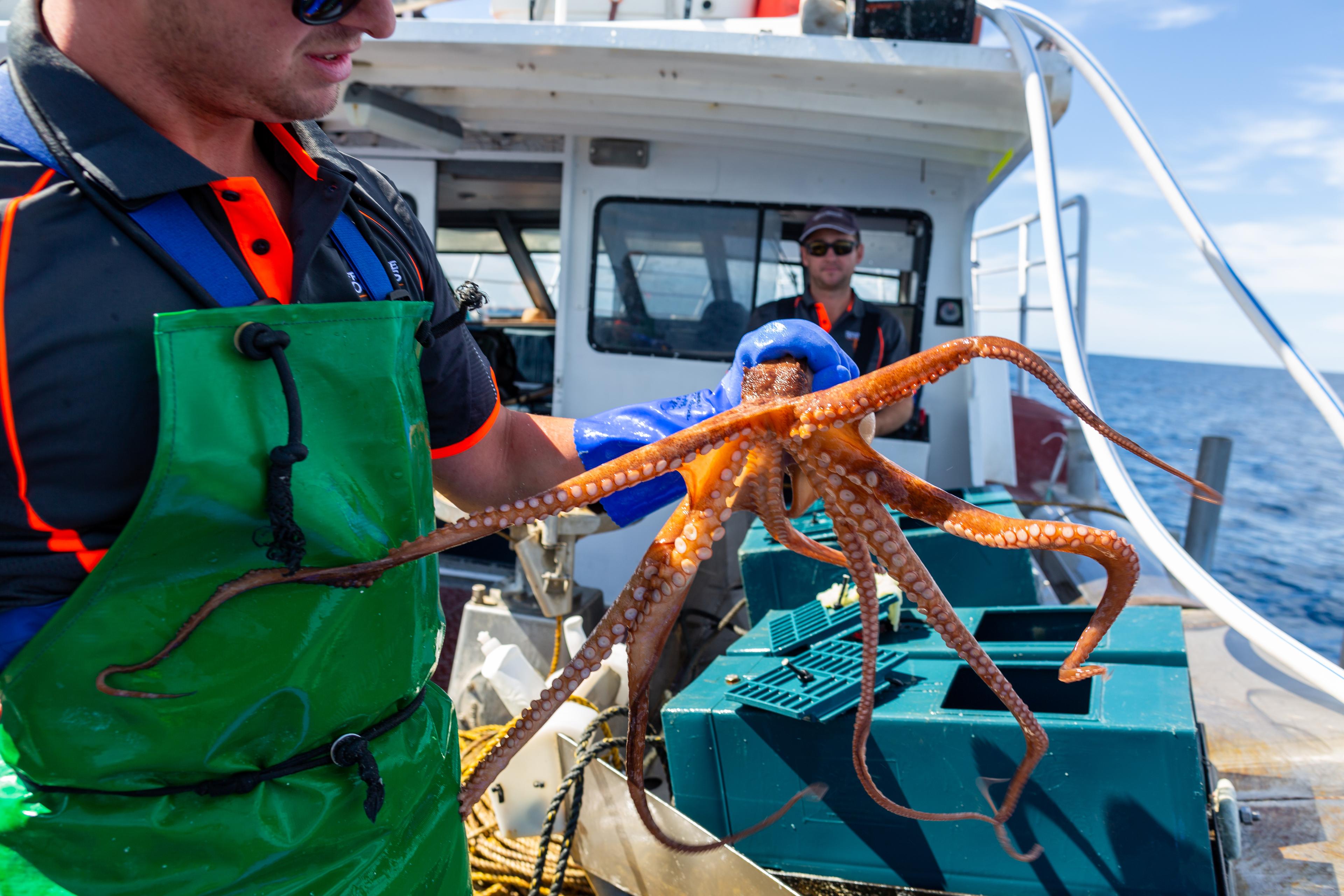 Worker holding a live octopus on a Fremantle Octopus boat.