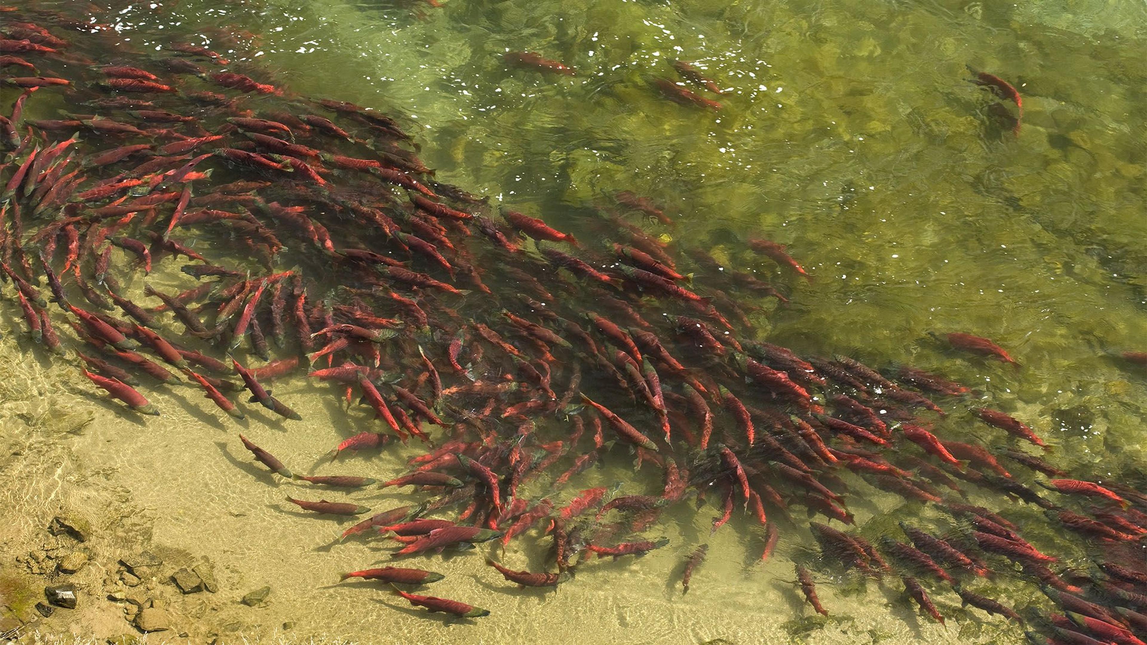 A school of red fish in clear, shallow water.