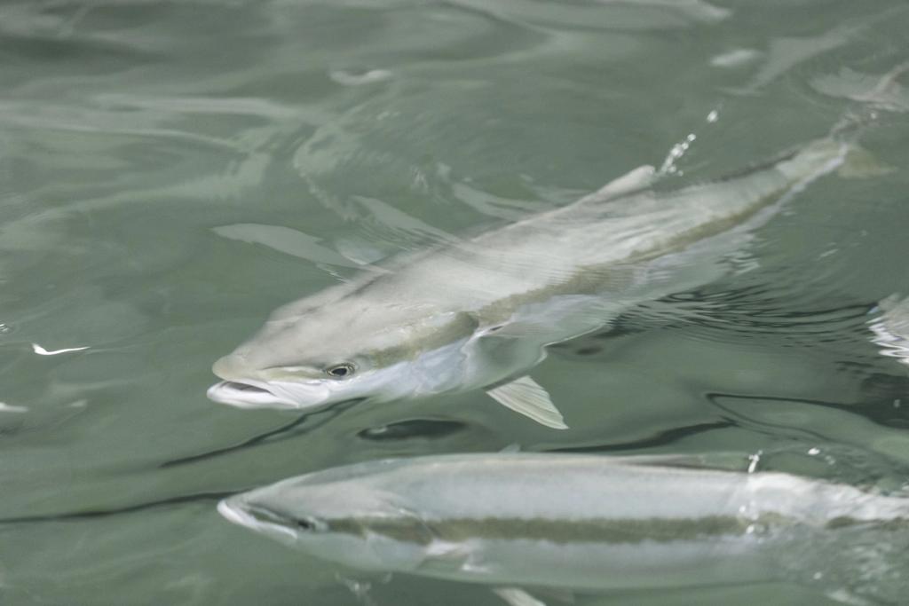 Close up of Dutch yellowtail at the Kingfish Zeeland fishery.