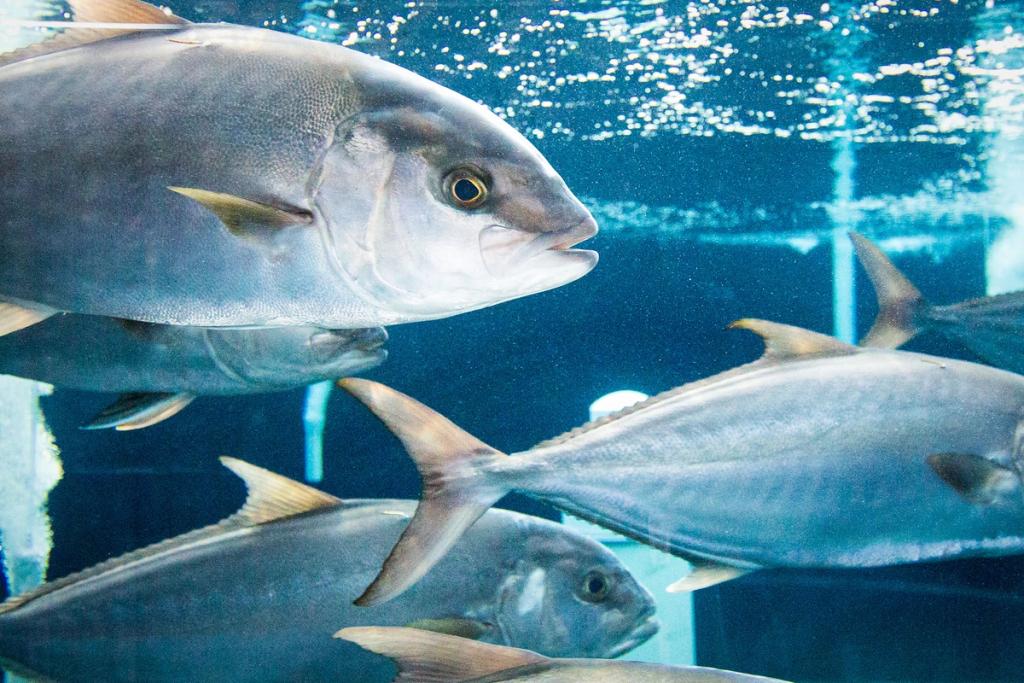 Kanpachi at the Blue Ocean Mariculture fishery.