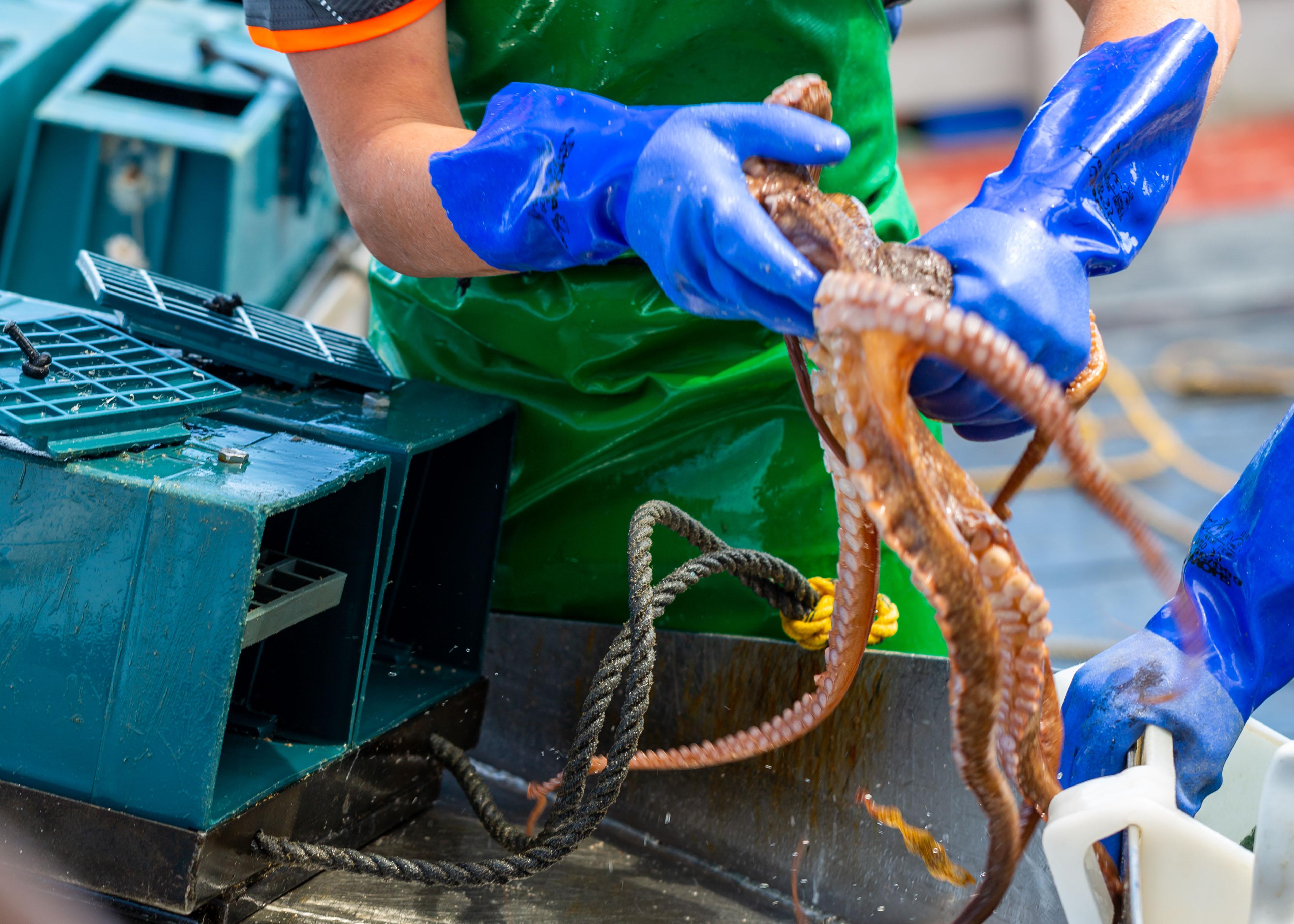 A worker holding a live octopus on a Fremantle Octopus fishing boat.