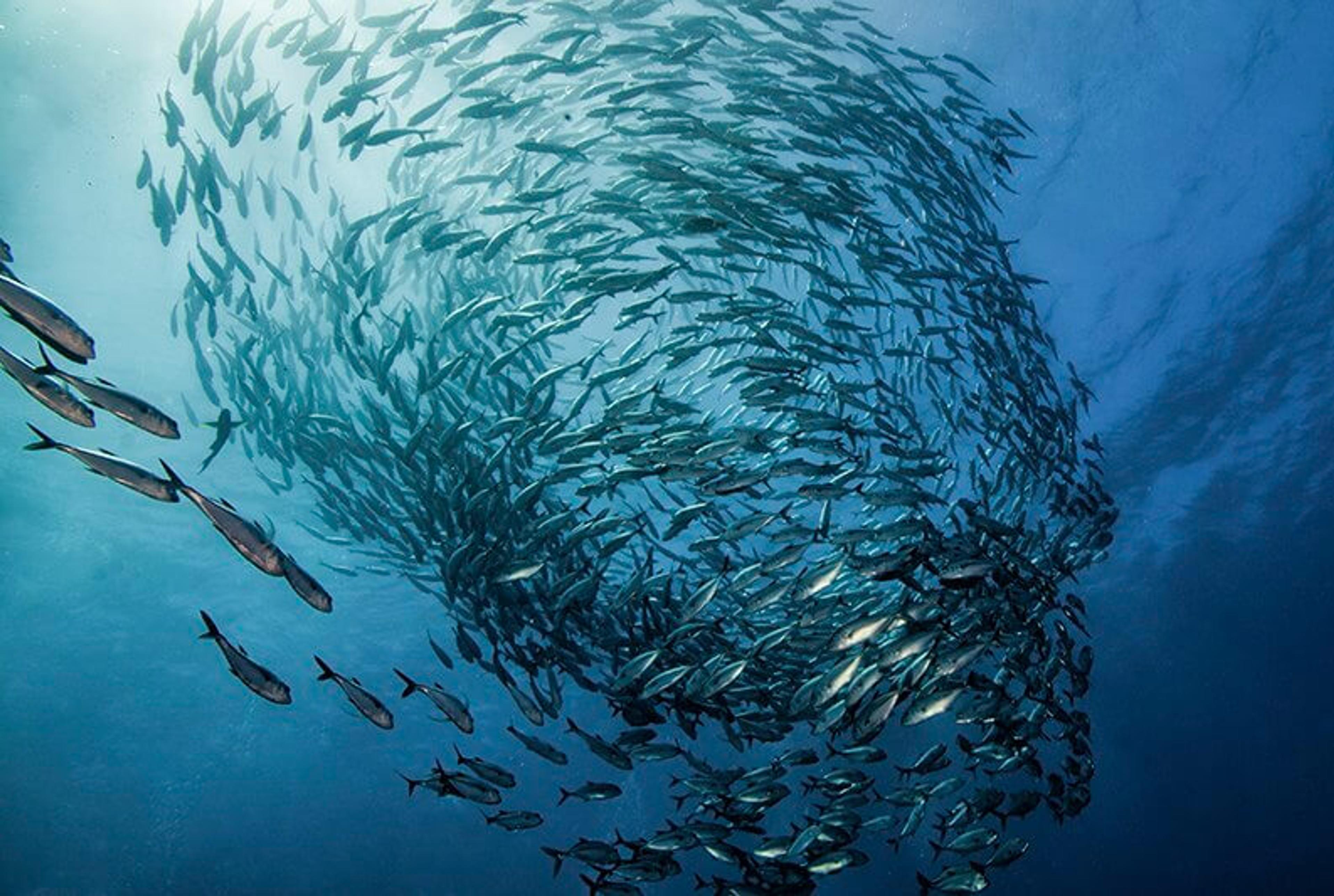 A school of fish in the ocean.