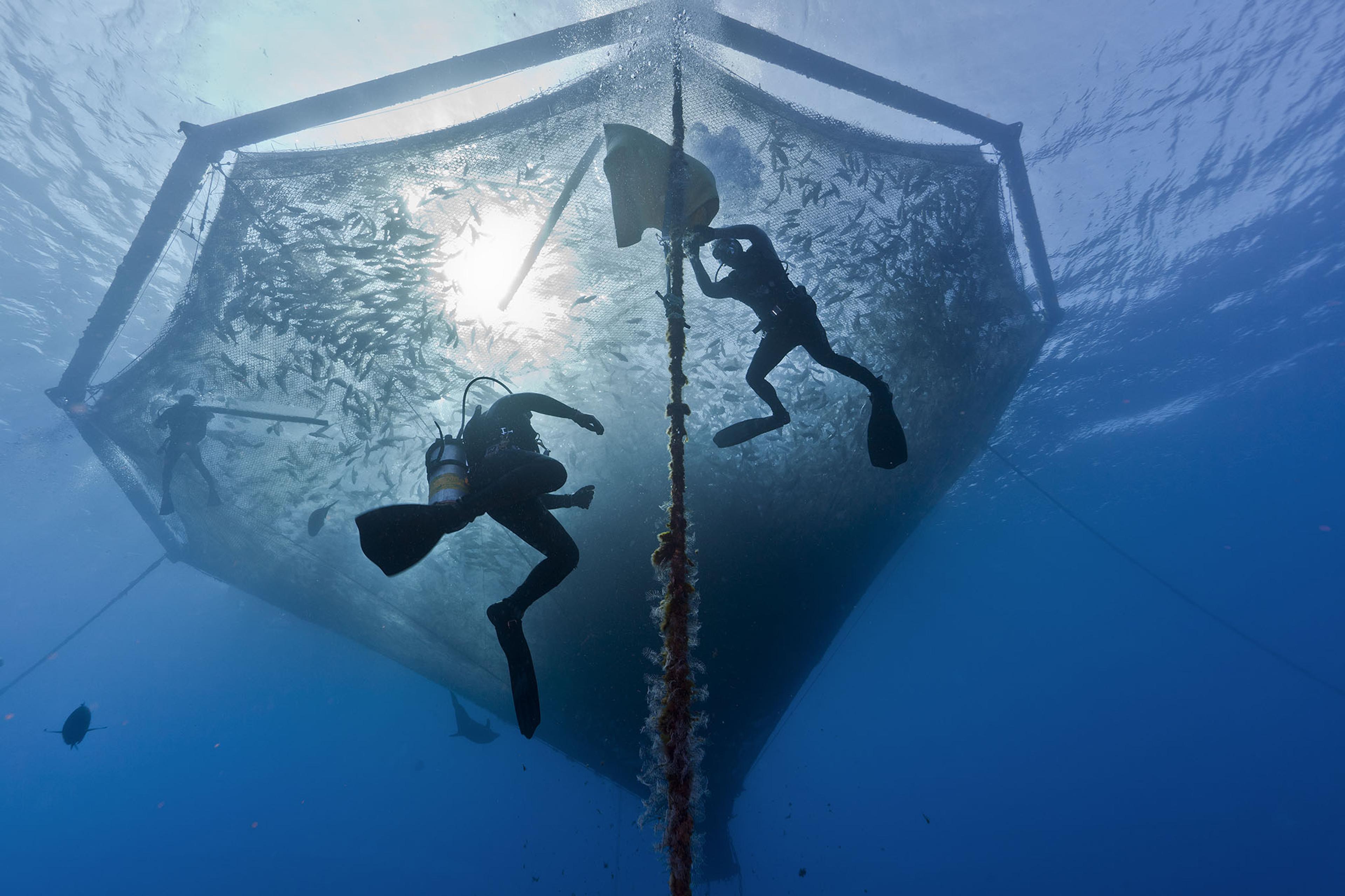 Divers in the ocean below a net filled with fish.