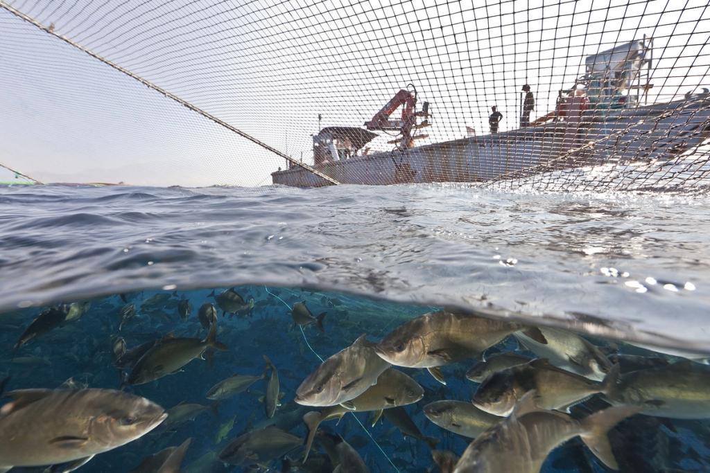 Kanpachi in the ocean underneath a net, with workers on a fishing boat in the background.