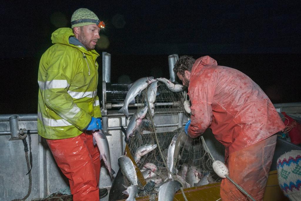 Iliamna Fish Co crew with a net full of fish.