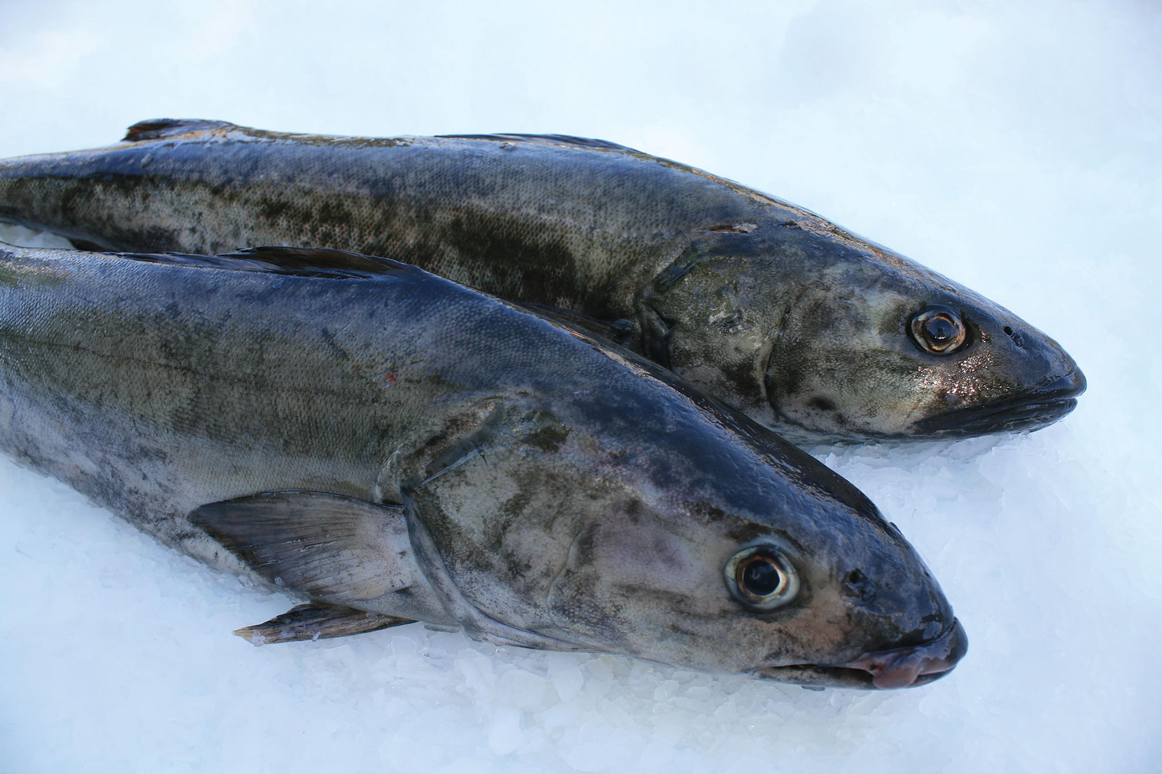 Black cod on ice.
