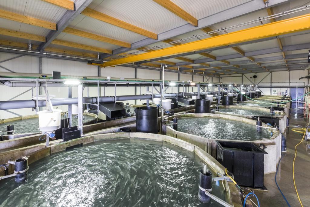 Fish tanks in a Kingfish Zeeland fishery building.