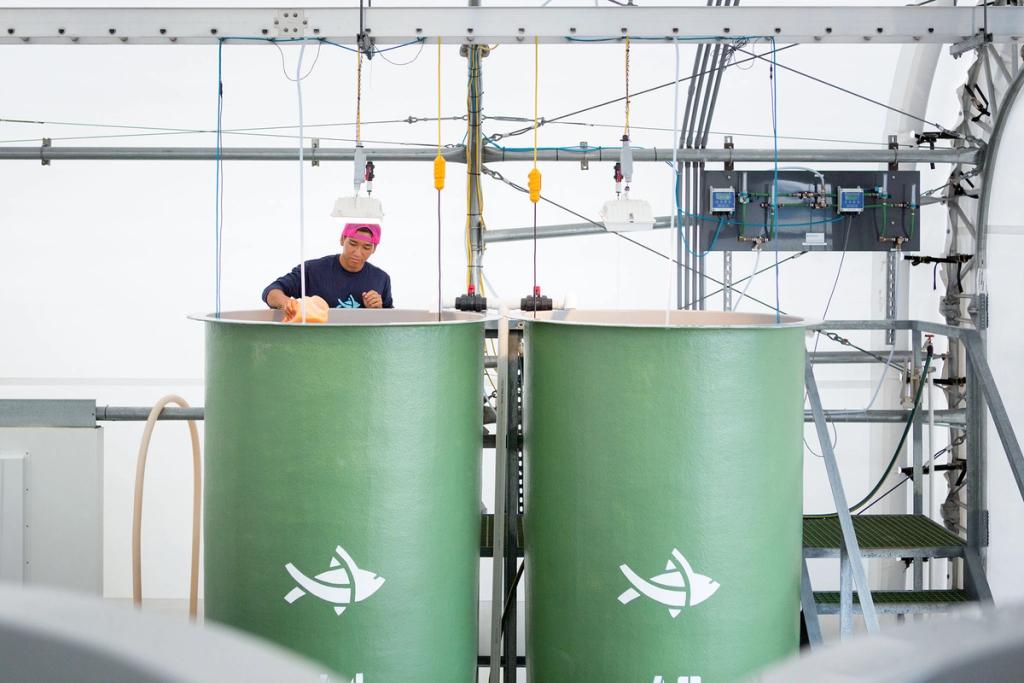 Fish tanks in a Blue Ocean Mariculture building.