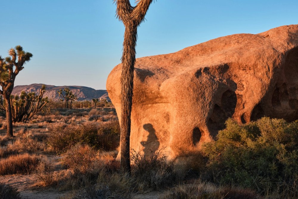 Joshua Tree