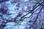 Jacarandas