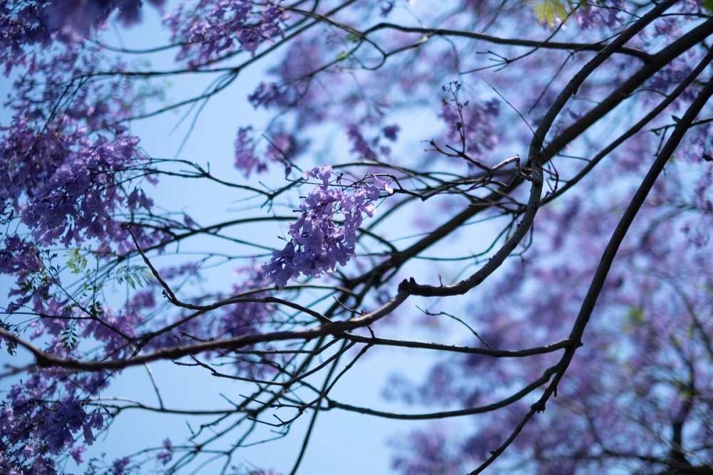 Jacarandas