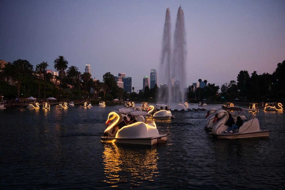 Echo Park swans