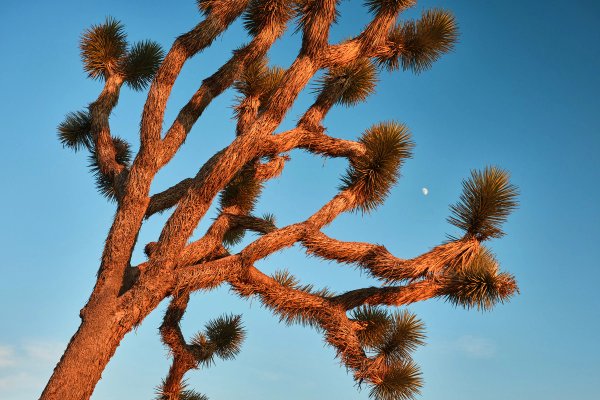 Joshua Tree