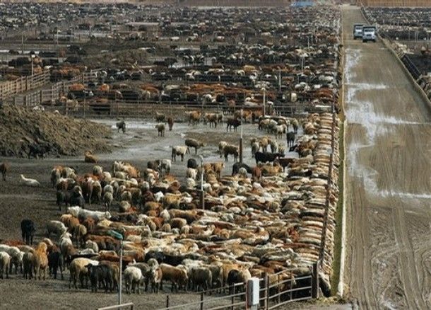 Factory Farming, the Climate and You