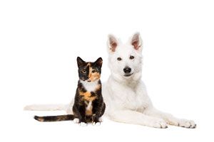 February is Responsible Pet Owners Month