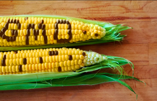 Tell the Government to Regulate -and BAN- GMOS!