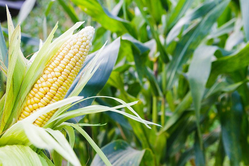 New Paper Justifies Moratorium of GMOs