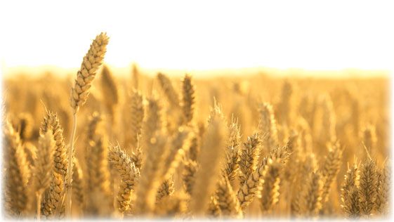 GMO Wheat: A Concerning Addition to our Food Supply