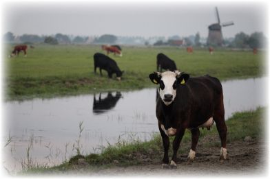 The Global Agriculture Battle: Time to Support Independent Farms & Grow Your Own Food