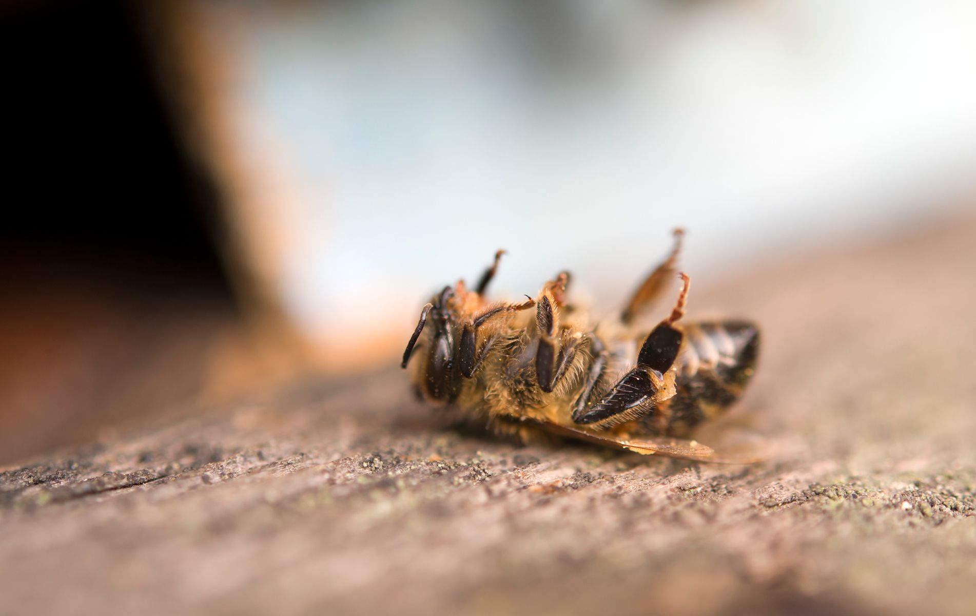 Roundup is Not Just a Carcinogenic Herbicide. It's a Bee Killing Pesticide Too.