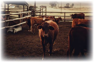 Gene Therapy in Our Food Supply? A Fight Begins in the "Show Me" State