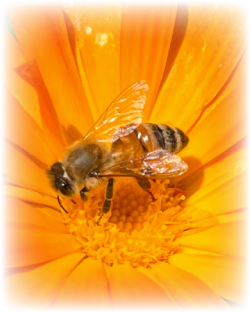 Letter from our Founder and Director