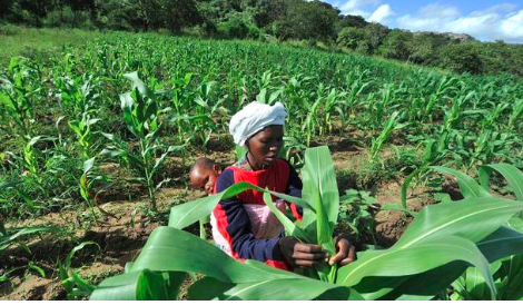 Which Countries are Saying NO to GMOs This Week?