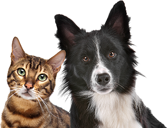 Protect Your Pets! Avoid Poison in Pet Food and Your Neighborhood!