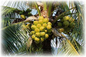 Choosing Integrity in a Challenging Food System: An Interview with Cha’s Organic