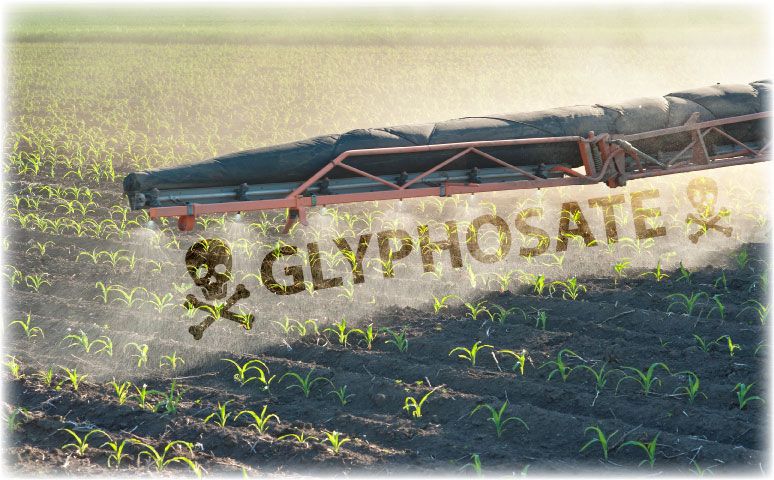 Poisoned fields - glyphosate, the underrated risk?