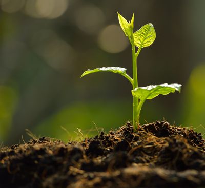 Genetically Engineered Soil Microbes: Responsible Agriculture Takes Another Hit