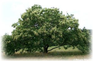 Genetically Engineered American Chestnut Tree: A Risk Not Worth Taking
