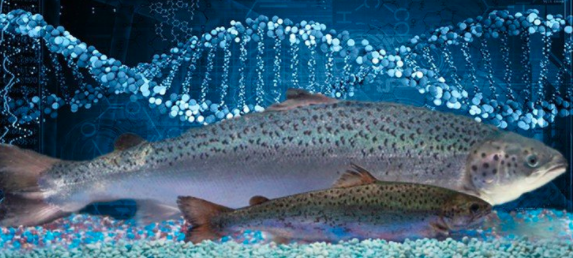 GMO Salmon Ruled Unlawful by Federal Courts