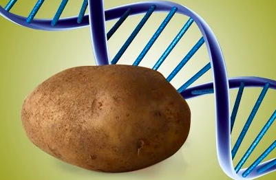 GMO Potatoes Put on HIGH RISK List