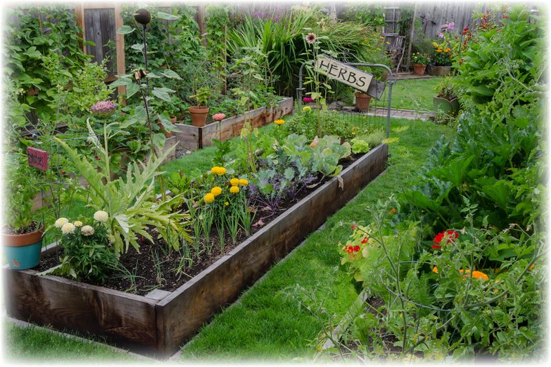 Your Backyard REGENERATIVE Garden!