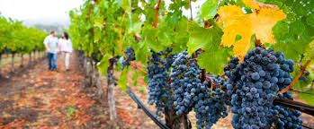Widespread Glyphosate Contamination in Wine