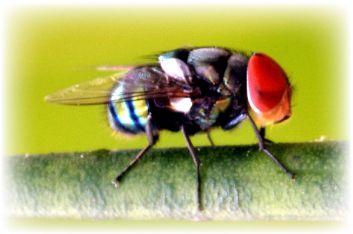 GM Fruit Fly Protein for Dinner?