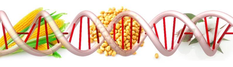 Moms Across America Asks USDA to Regulate GMOs, Protect Life and US Economy