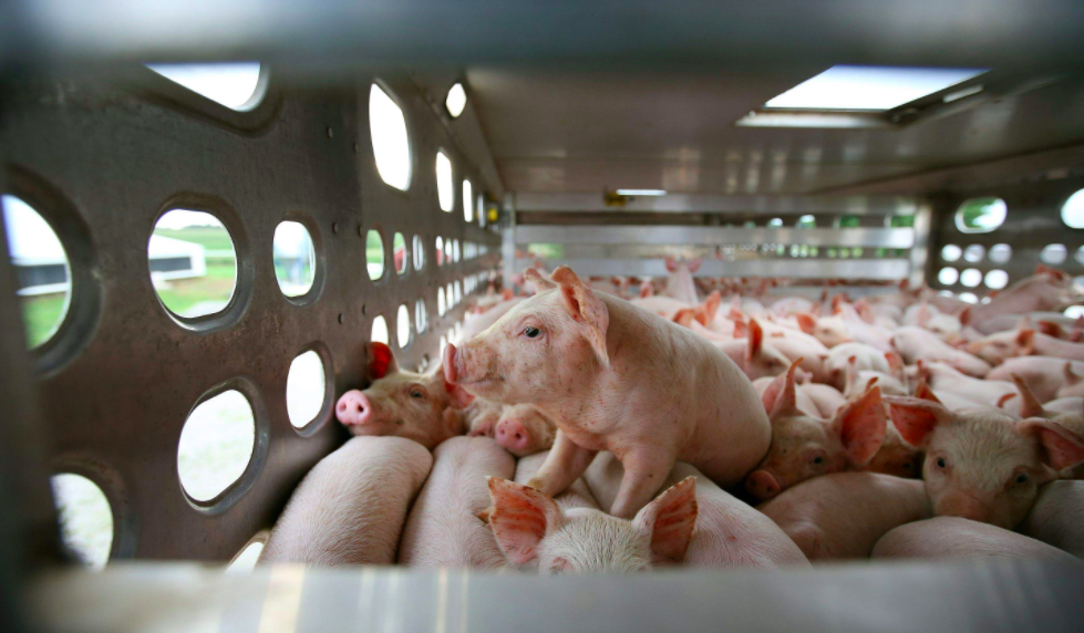 GMO Pigs Approved for Food Without Safety Testing
