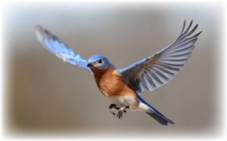 1 in 8 Bird Species at Risk of Extinction — Here’s Why Scientists Are Concerned