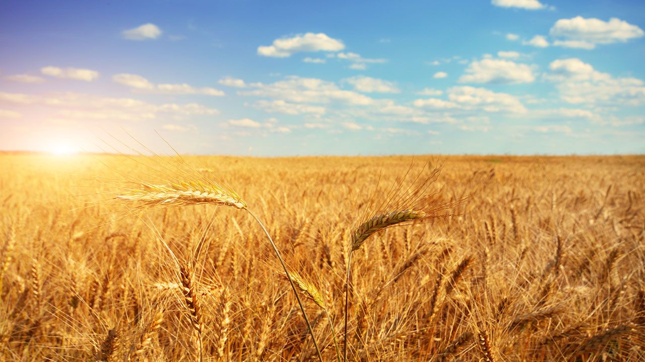 USDA Greenlights GMO Wheat Without FDA GRAS Approval